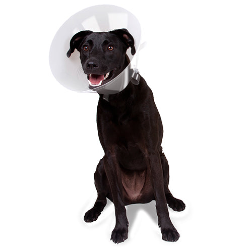Betsy Clear Collar