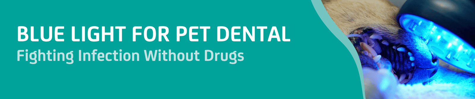 Blue Light for Pet Dental Care
