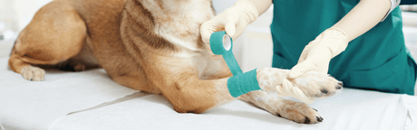 Cohesive Bandages - The Benefits Explained