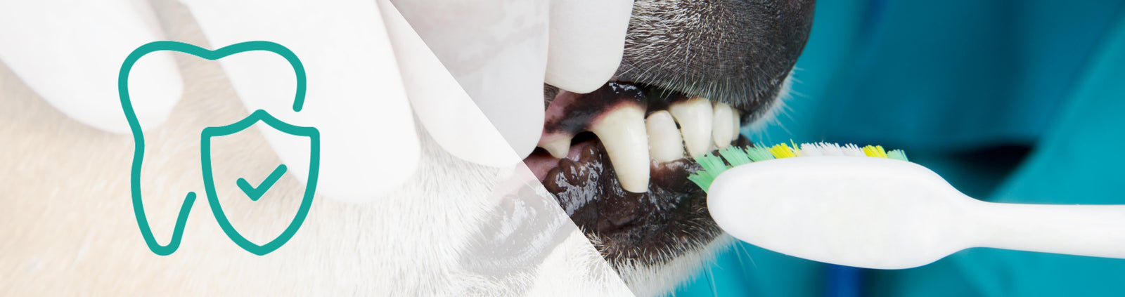 How To Brush Your Pet’s Teeth | Vet Support Materials