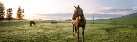 Beat the Heat: Keeping Horses Cool in the Hot Summer Months