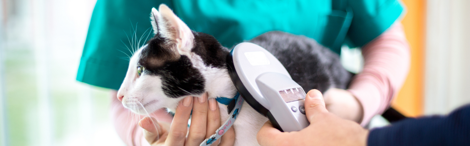 Importance of Cat Microchipping: Embracing Mandatory Trend