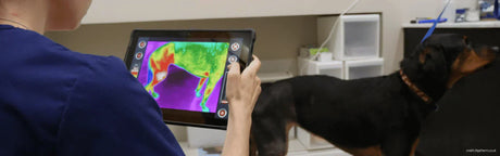 Veterinary Thermal Imaging: A Revolutionary Diagnostic Tool for Proactive Medicine
