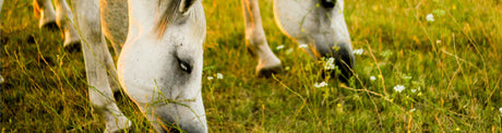 Preventing & Removing Ticks from Horses