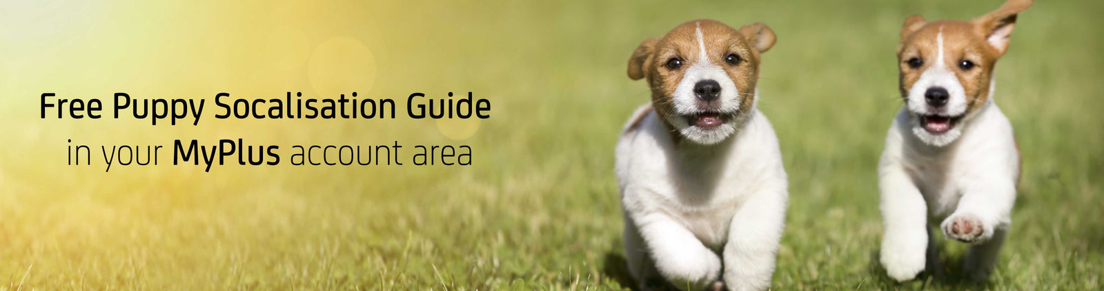 Puppy Socialisation Post Covid