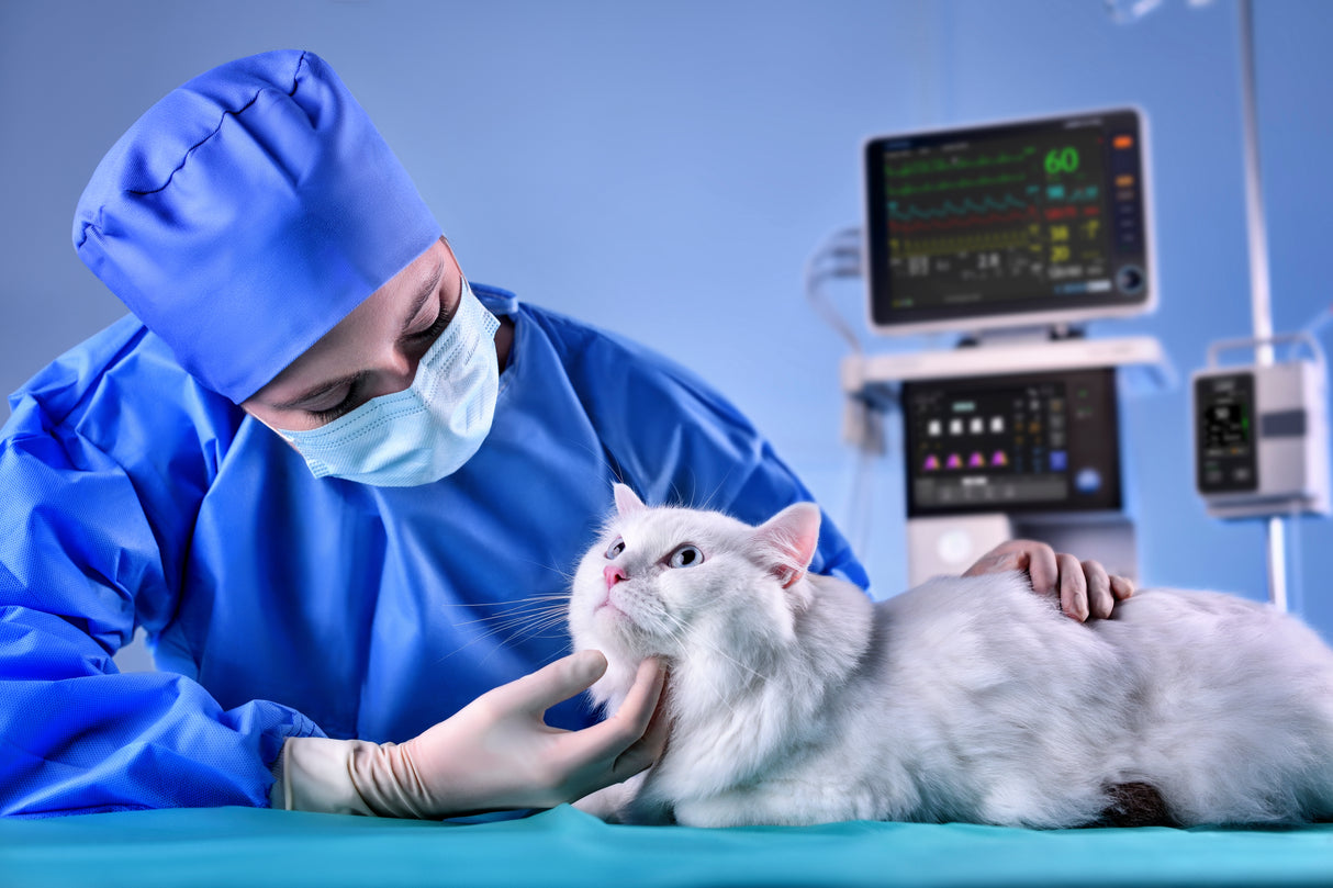 Mindray Animal Veta 5 Plus Professional Key Fill Anaesthesia Machine