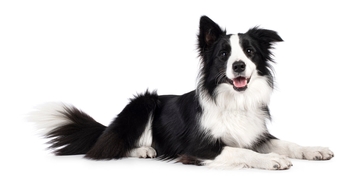 Border Collie dog