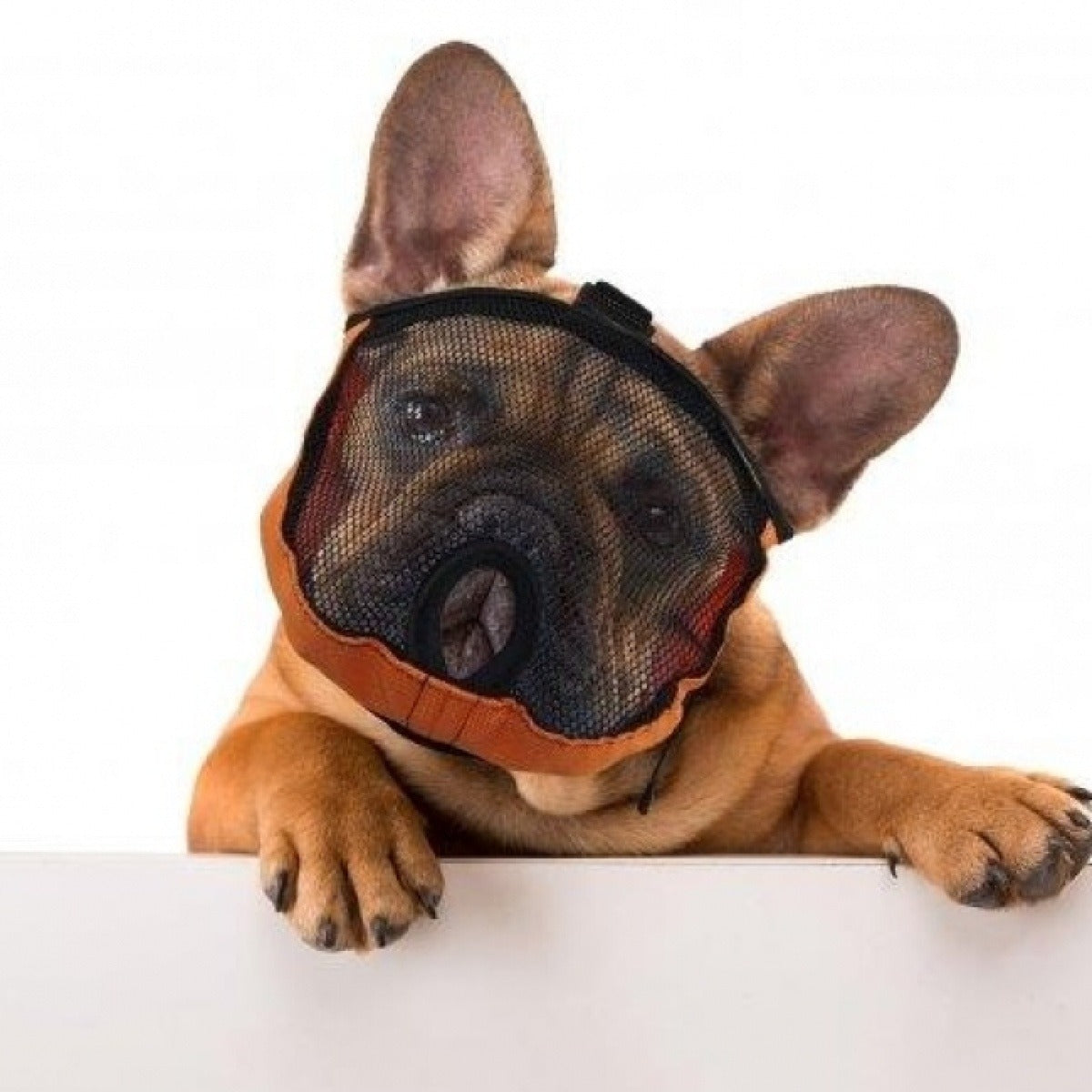 Brachycephalic Muzzle