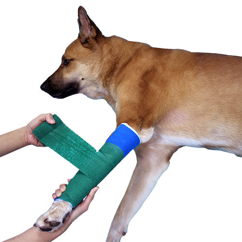 Caerus Splints