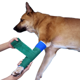 Caerus Splints