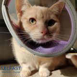 Velfast Collar
