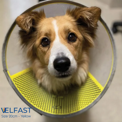 Velfast Collar