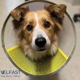 Velfast Collar