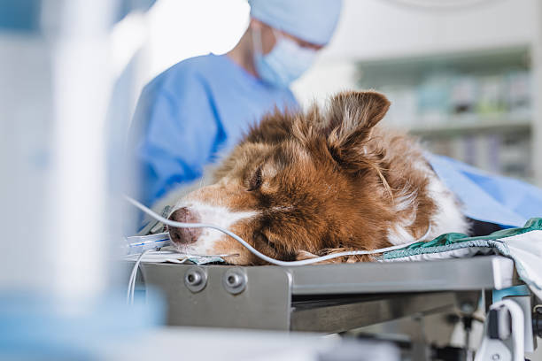 Dog receiving veterinary anaesthesia during surgery